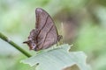 Bamboo ForesterÃÂ - Lethe kansa Butterfly Royalty Free Stock Photo